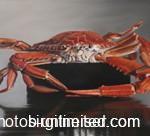 forth-blue-swimmer-crab-after-150x136