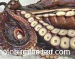 neiser_octopus-150x118