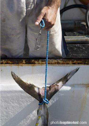Sydney Fishmarket